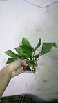     
: IMG_2.jpg
: 12
:	64.3 
ID:	12501396