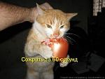     
: bigCAM12NLQ.jpg
: 32
:	33.8 
ID:	1251182