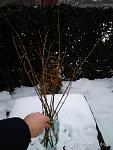     
: IMG_20180117_162106.jpg
: 13
:	174.9 
ID:	12516642