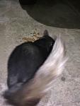     
: IMG_20180125_190026.jpg
: 25
:	53.2 
ID:	12528486