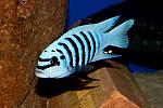     
: chilumba-maisoni-reef.jpg
: 36
:	36.9 
ID:	12538193