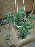     
: P80201-191236.jpg
: 7
:	100.1 
ID:	12538779