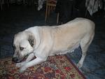     
: DSCN4918.jpg
: 20
:	118.9 
ID:	1254080