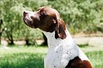     
: dogs_01.jpg
: 6
:	123.0 
ID:	12555913