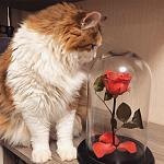     
: 4E0E2BD1-2D80-40DB-8B26-9973E267A431.jpg
: 24
:	71.9 
ID:	12561081