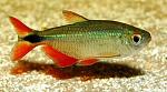     
: tetragonopterus_7.jpg
: 30
:	96.3 
ID:	12589891