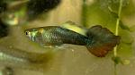     
: DSC06616.jpg
: 40
:	138.3 
ID:	12597022