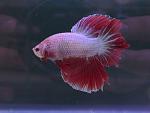     
: IMG-c2a992fc2ac909420a728118201bd440-V.jpg
: 24
:	67.3 
ID:	12607180