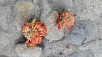     
: IMG_20170928_100331_1.jpg
: 25
:	113.6 
ID:	12612784