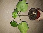     
: 20180126_083004.jpg
: 8
:	114.6 
ID:	12615215