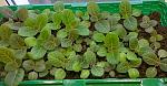     
: 1201023.jpg
: 2
:	251.9 
ID:	12619636