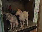     
: 7990A78A-5882-4163-873E-22DD3DD4420C.jpg
: 16
:	73.0 
ID:	12628078