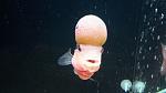     
: 20180330_212840.jpg
: 7
:	54.2 
ID:	12631119