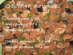     
: IMG_2275.jpg
: 6
:	120.8 
ID:	12631158