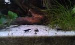     
: IMAG8038.jpg
: 14
:	111.3 
ID:	12635600