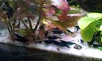     
: IMAG8054.jpg
: 13
:	109.3 
ID:	12635603