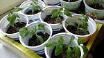     
: 20180412_153059.jpg
: 7
:	132.6 
ID:	12653515