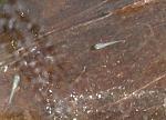     
: IMG_20180417_081638.jpg
: 17
:	95.0 
ID:	12660529