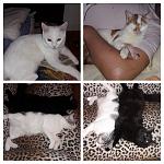     
: IMG-cbf12aece792ae6c2fd80ecce2ab96f4-V.jpg
: 30
:	193.4 
ID:	12661250