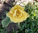     
: IMG_20180419_201217.jpg
: 16
:	139.9 
ID:	12664534