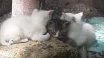     
: 20180423_142358.jpg
: 10
:	127.4 
ID:	12669720