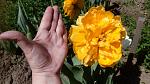     
: IMG_20180426_123034.jpg
: 126
:	113.3 
ID:	12675404