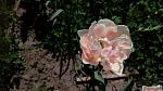     
: IMG_20180426_122953.jpg
: 74
:	87.8 
ID:	12675405