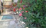     
: 20180425_190446.jpg
: 15
:	184.7 
ID:	12676913