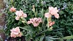     
: IMG_20180505_174526.jpg
: 15
:	196.5 
ID:	12694055