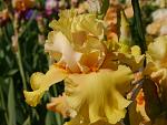     
: P1450847.jpg
: 23
:	101.0 
ID:	12714110