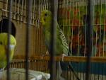     
: DSCN7007.jpg
: 36
:	97.8 
ID:	12742012
