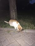     
: 462601EB-C0DF-49CF-918B-6016BE0466C9.jpg
: 38
:	51.4 
ID:	12749641