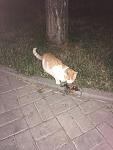    
: 40544112-84B4-49CD-BB54-B49D3E58A3FB.jpg
: 41
:	56.0 
ID:	12749642