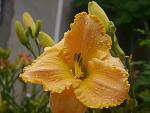     
: P1480423.jpg
: 13
:	88.9 
ID:	12751318