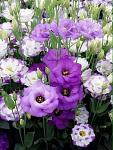     
: FB_IMG_1528966813758.jpg
: 18
:	50.2 
ID:	12751499