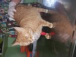     
: 20180614_110938.jpg
: 9
:	136.5 
ID:	12752131