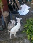     
: 2018-06-21-0098.jpg
: 7
:	109.0 
ID:	12758301