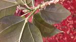     
: 20180621_220436.jpg
: 136
:	91.7 
ID:	12759612