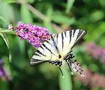     
: IMG_2283.jpg
: 15
:	69.7 
ID:	12765515