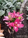     
: P80617-091927.jpg
: 13
:	137.9 
ID:	12769185