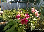     
: P80630-073749.jpg
: 12
:	252.8 
ID:	12769186