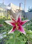     
: P80626-063442.jpg
: 19
:	103.6 
ID:	12769190