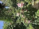     
: C71A4384-F762-4190-B81F-484ED323389D.jpg
: 13
:	243.8 
ID:	12772783