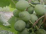     
: P80707-192410-1.jpg
: 79
:	148.9 
ID:	12779085