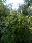     
: P80713-105623.jpg
: 201
:	132.8 
ID:	12791018