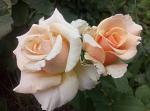     
: P80705-182847.jpg
: 15
:	79.8 
ID:	12791068