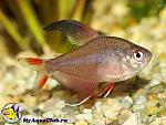     
: Hyphessobrycon_bentosi_01.jpg
: 25
:	91.6 
ID:	12795368