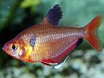     
: 1361972740_serpas_2.jpg
: 20
:	115.3 
ID:	12795371