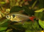     
: ornatus-zhjoltyj-01.jpg
: 21
:	20.2 
ID:	12795374
