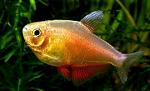     
: f-flammeus_orange.jpg
: 21
:	28.9 
ID:	12795376